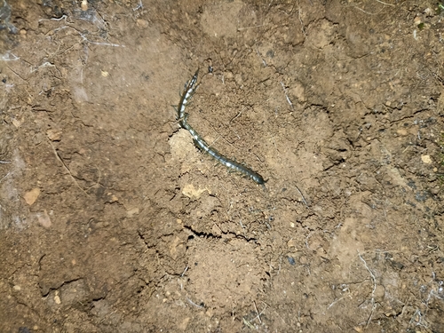 Oranian Giant Centipede