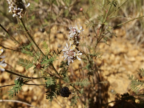 Image of Dalea lumholtzii by (c) Sue Carnahan, some rights reserved (CC BY)
