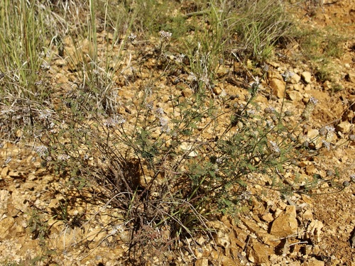 Image of Dalea lumholtzii by (c) Sue Carnahan, some rights reserved (CC BY)