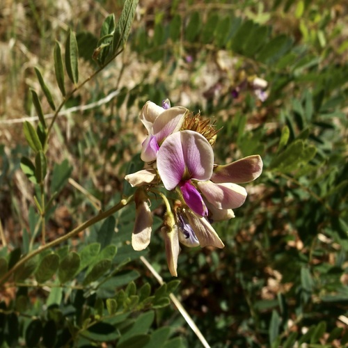 Image of Tephrosia thurberi by (c) Sue Carnahan, some rights reserved (CC BY)