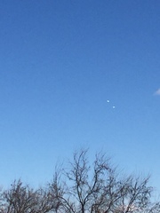 Pelecanus erythrorhynchos