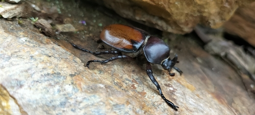 Mitracephala humboldti