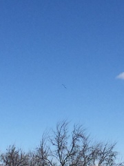 Pelecanus erythrorhynchos