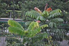 Pometia pinnata