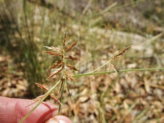 Pine-like Cyperus (Cyperus hypopitys)