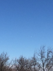 Pelecanus erythrorhynchos