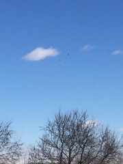 Pelecanus erythrorhynchos