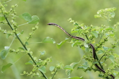 Dendrelaphis tristis