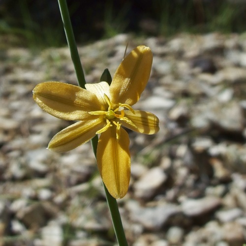 Image of Echeandia flavescens by (c) Sue Carnahan, some rights reserved (CC BY)