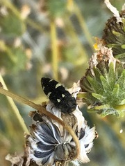 Acmaeodera vernalis