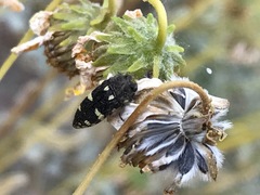 Acmaeodera vernalis