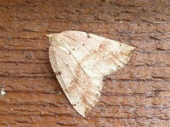 Thallophaga hyperborea