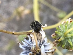 Acmaeodera vernalis