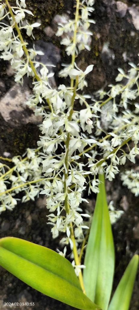Epidendrum lanipes
