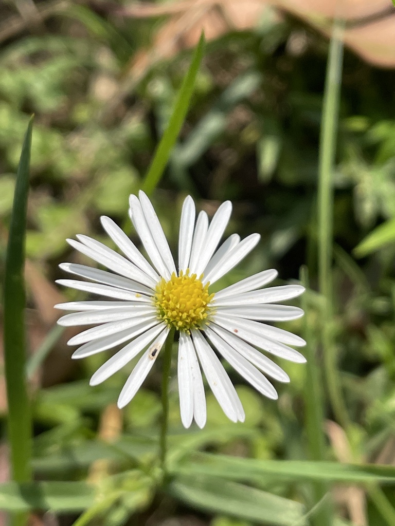Brachyscome mittagongensis