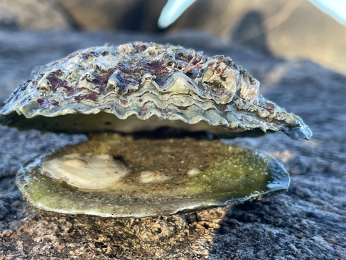 European Flat Oyster