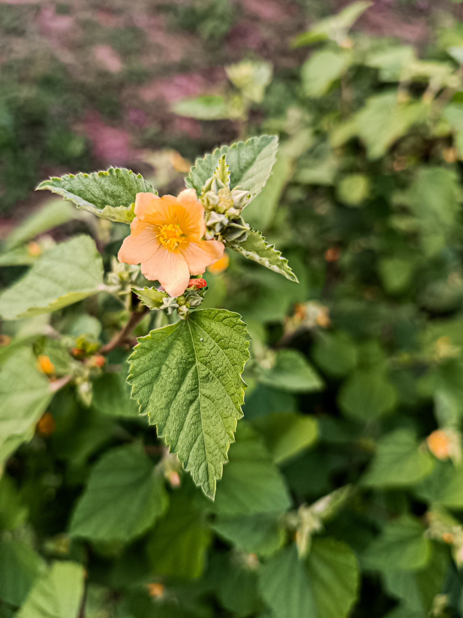 Malvastrum tomentosum