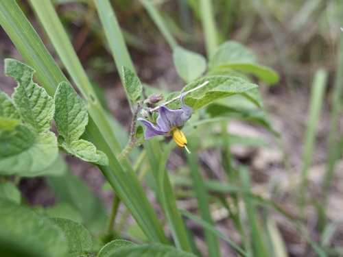 Image of Solanum stoloniferum by (c) Sue Carnahan, some rights reserved (CC BY)