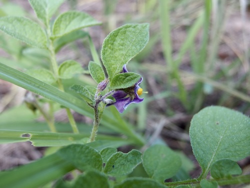 Image of Solanum stoloniferum by (c) Sue Carnahan, some rights reserved (CC BY)
