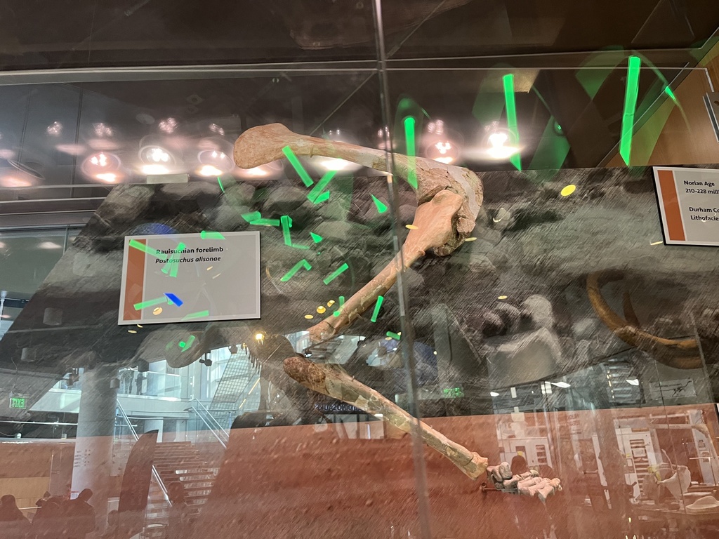 Reptiles from W Jones St, Raleigh, NC, US on February 3, 2024 at 0322