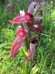 Serapias cordigera