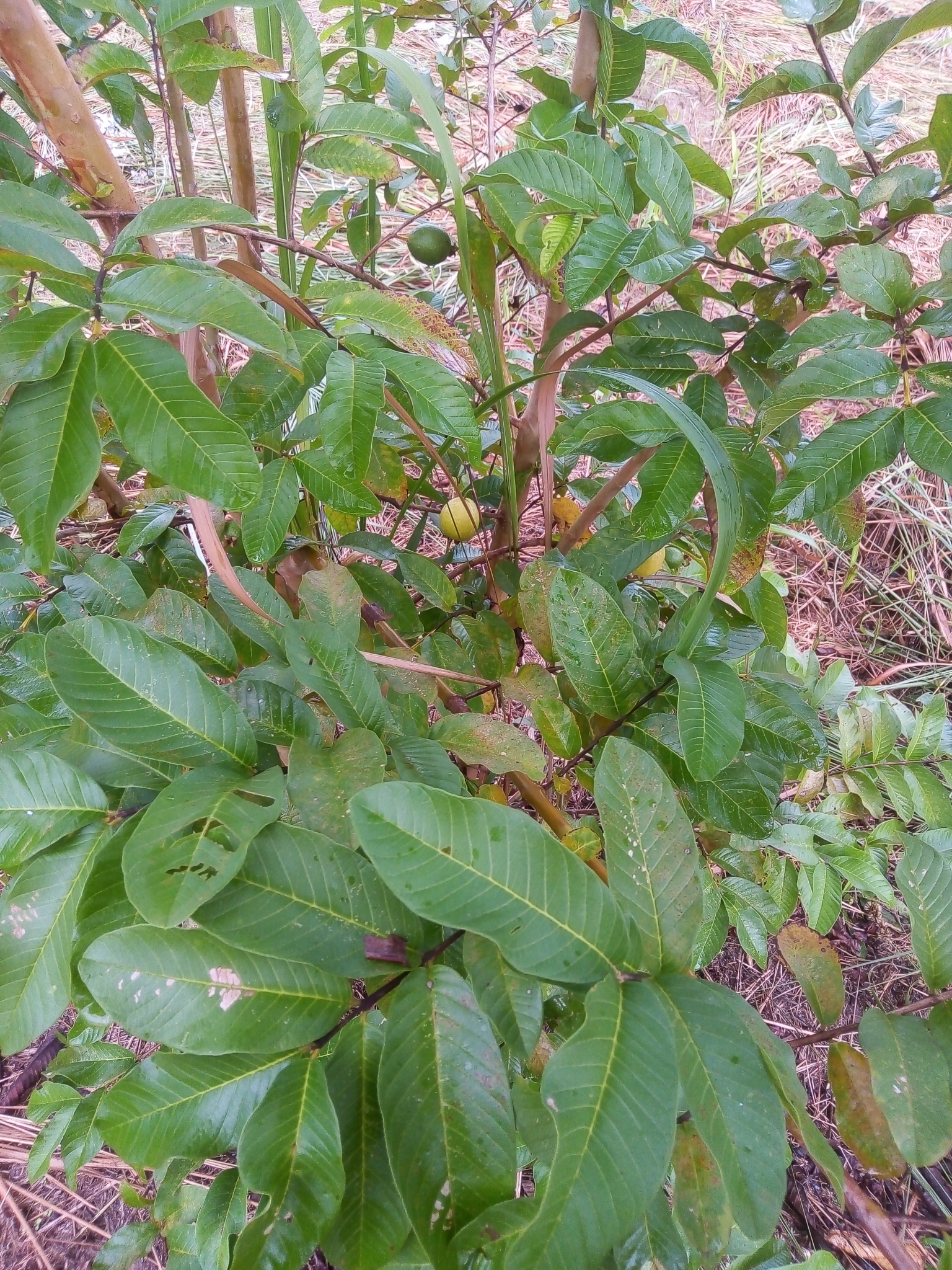 Psidium guajava