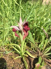 Serapias cordigera