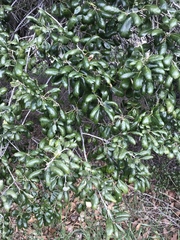 Quercus agrifolia oxyadenia