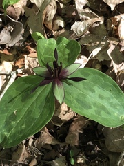 Trillium stamineum