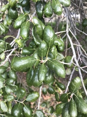 Quercus agrifolia oxyadenia