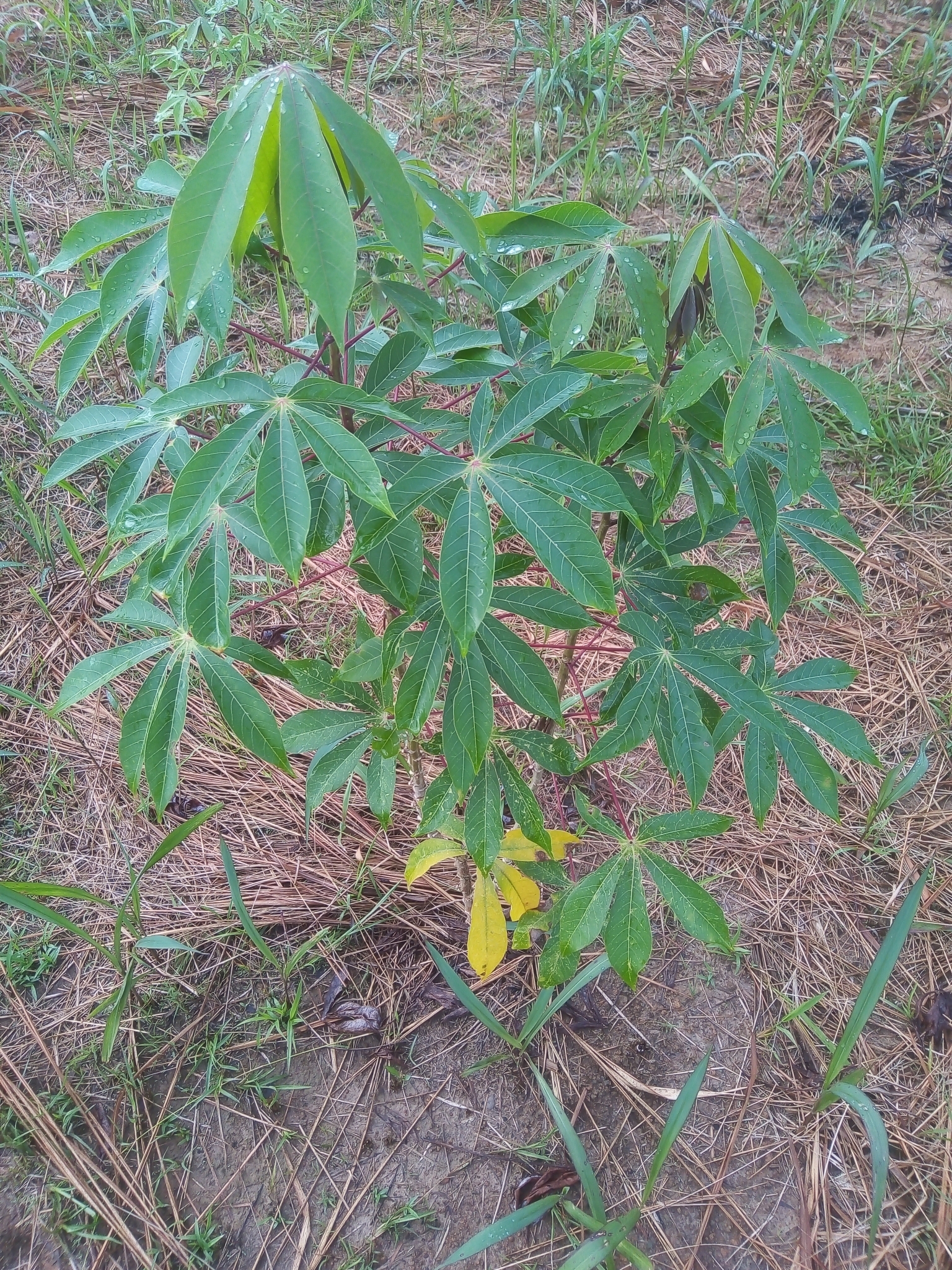 Manihot esculenta