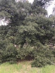 Quercus agrifolia oxyadenia