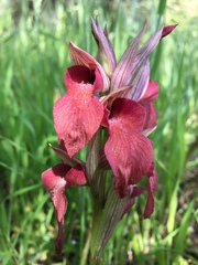 Serapias cordigera