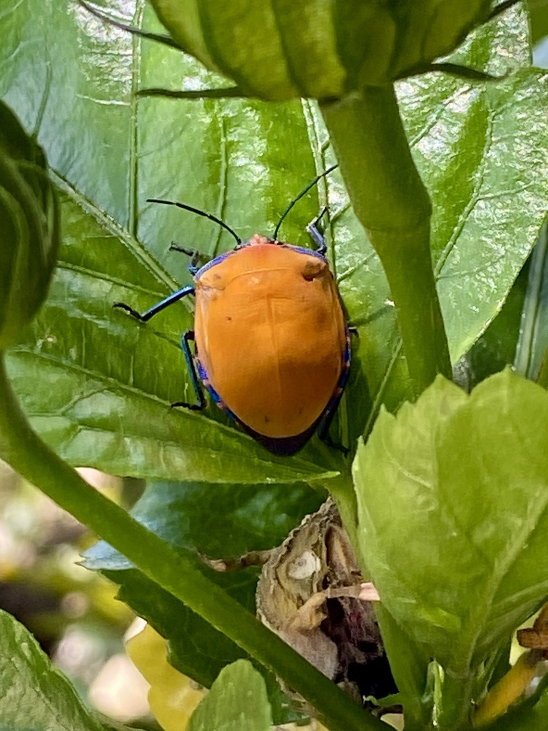Hibiscus Harlequin Bug from Ku-ring-gai Chase National Park, Ku-Ring ...