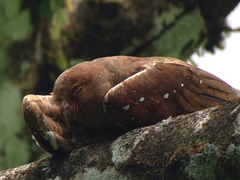 Steatornis caripensis