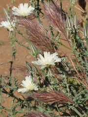 Rafinesquia californica