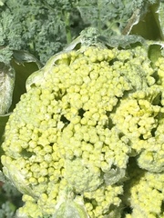 Ferula