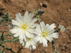 Rafinesquia californica