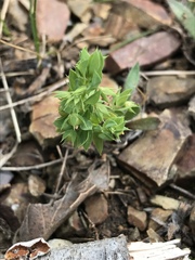 Lysimachia linum-stellatum