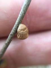 Anthracophyllum