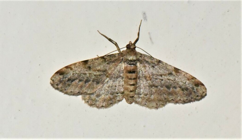 Isturgia devecta
