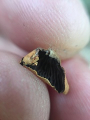 Anthracophyllum