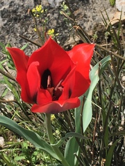 Tulipa
