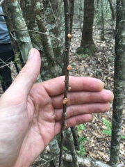 Anthracophyllum