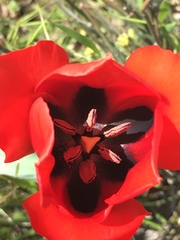 Tulipa