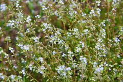 Trigonotis peduncularis