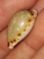 Naria labrolineata