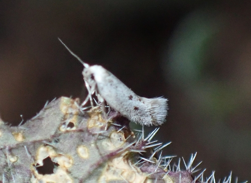 Perittia echiella