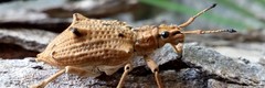 Platyomus nodipennis