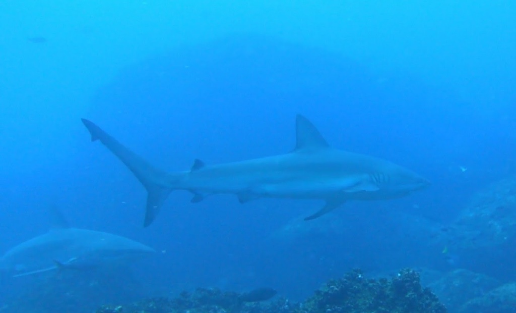 Galápagos shark in clear blue water above a reef
